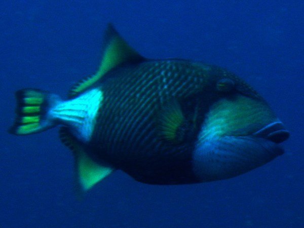 Blue-Finned (aka Titan) Triggerfish