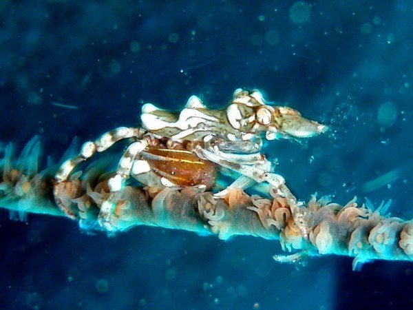 Xenocarcinus Tuberculatus (Weevil-like Crab)