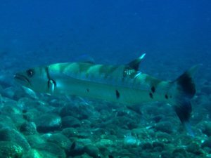 Snorkelling with a Barracuda