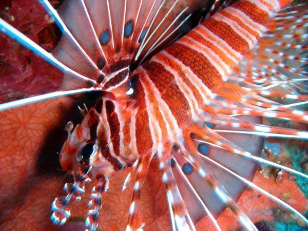 Ragged-Finned Firefish