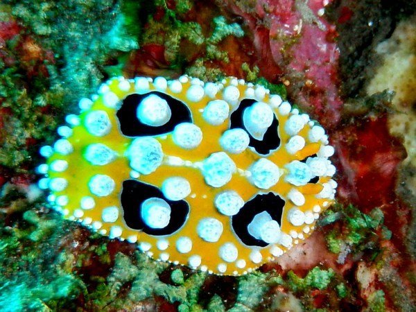 Four-Spotted Yellow-jack Nudibranch