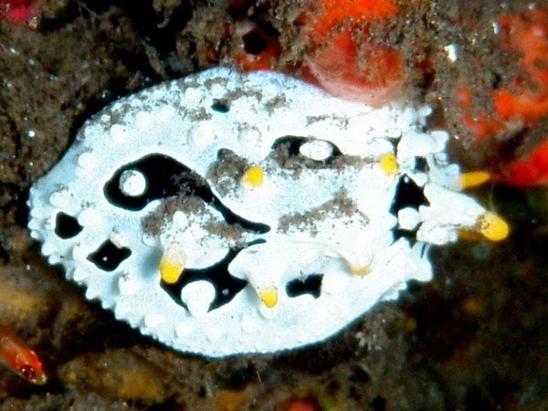 Blotched Picasso Nudibranch
