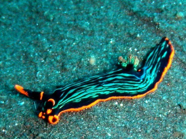Black Neon Raver Nudibranch