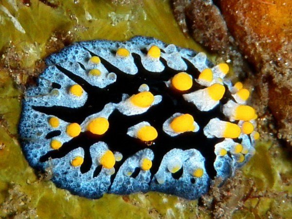 Blue-Rimmed Volcano Nudibranch