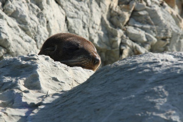 Snoozing baby seal