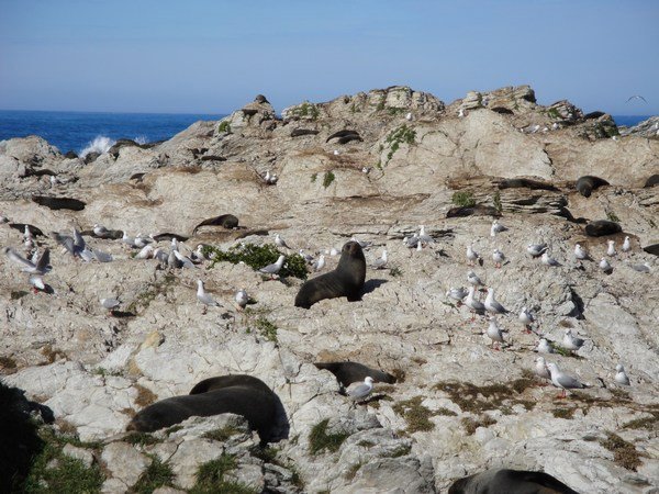 How do they sleep with all those noisy seagulls around?