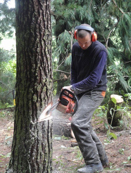 Ferdi cutting his first tree