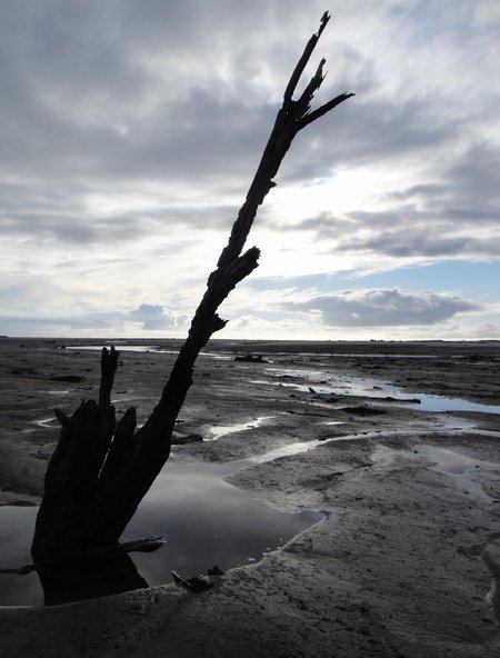 Driftwood silhouette