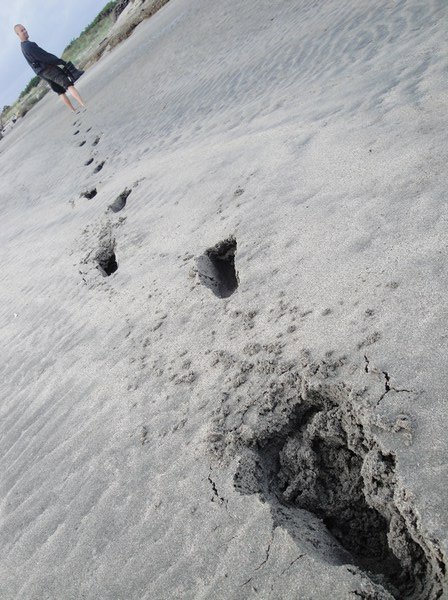 Deep footprints in the mud