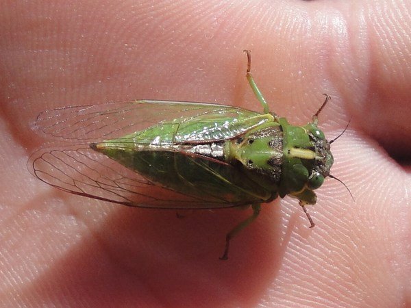 Tame little Cicada