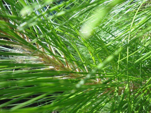 Beautiful pine quills