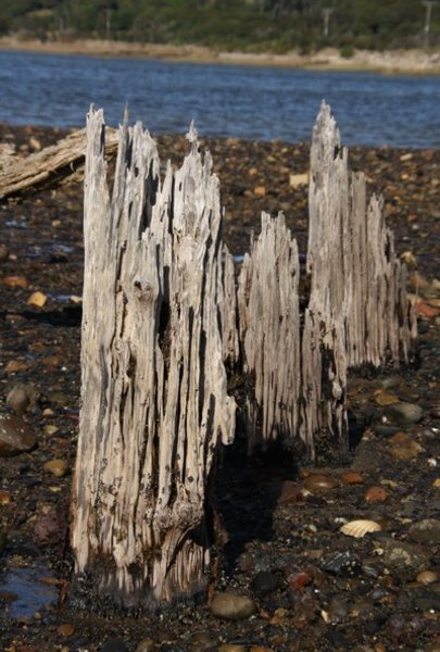 Rotted piles from a long ago jetty