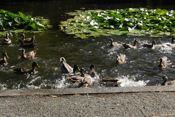 Duck feeding frenzy