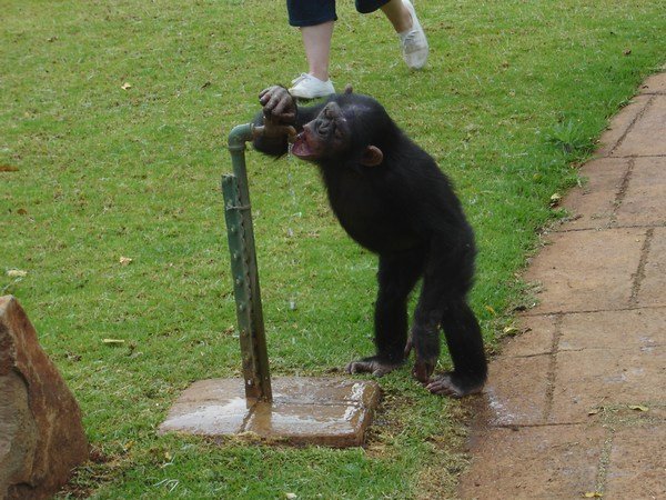 This chimp loves to play with water