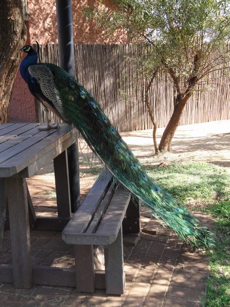 Peacock and his technicolour dream coat