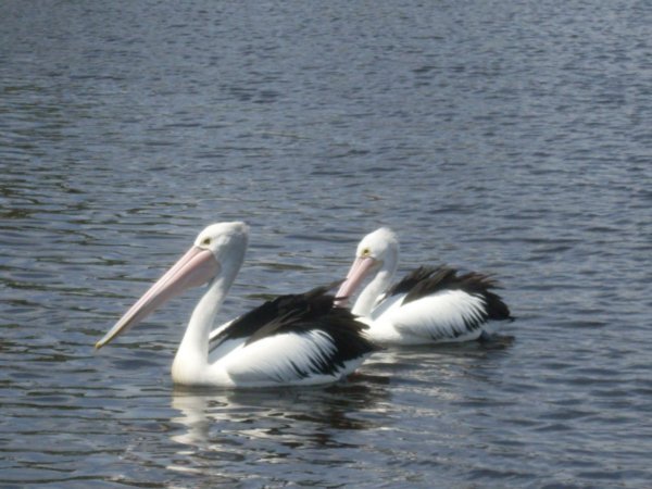 Pelicans in Port Macquaire