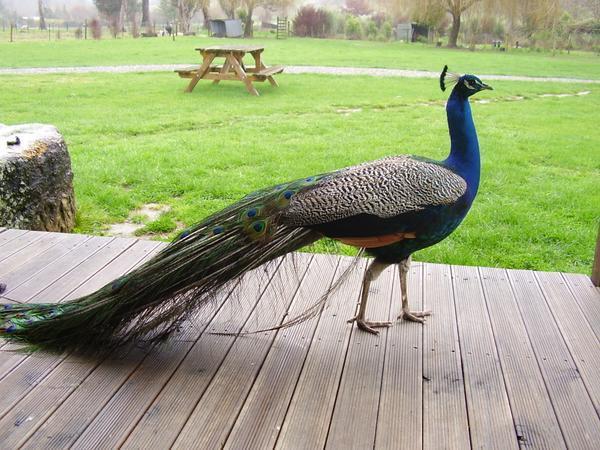 A peacock welcome party in Marahau