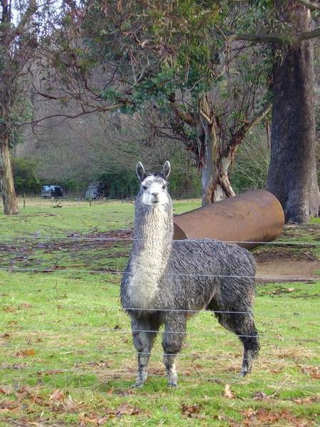 ...and here's a Llama...