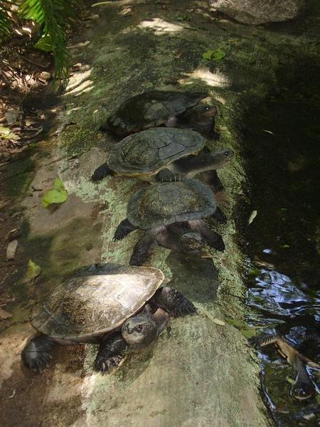 some shady tortoise
