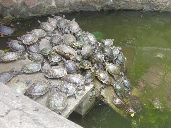 too many turtles
