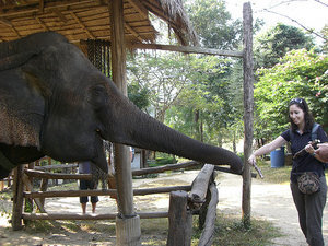 Elephant and Me