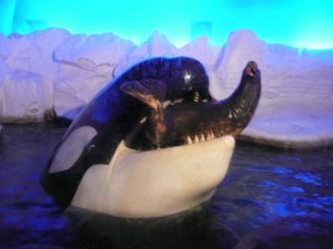 Orca and Leopard Seal | Photo