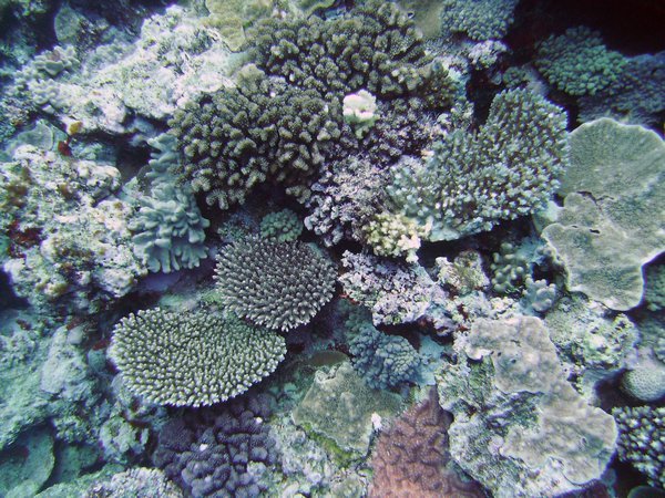 Multiple Species of Coral