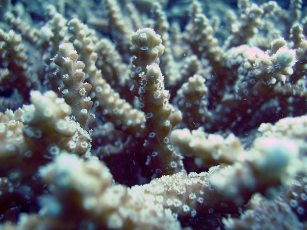 Coral Closeup