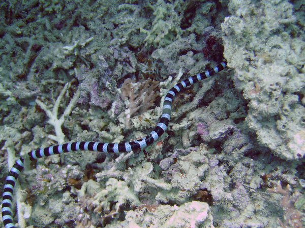 Another Sea Snake