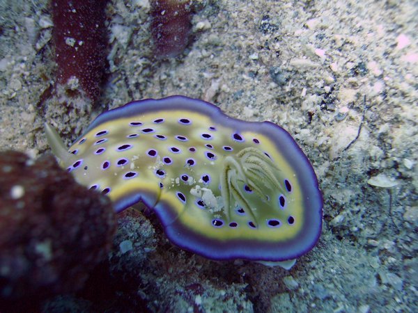 My Fave Nudibranch