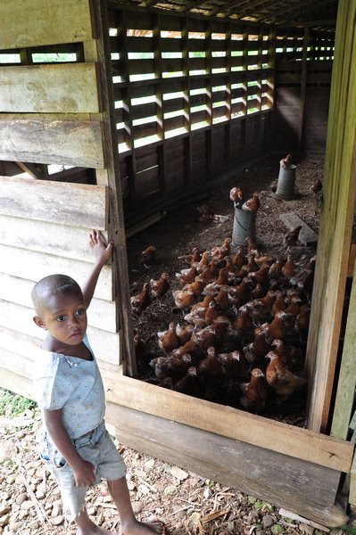 A Boy and his Chickens