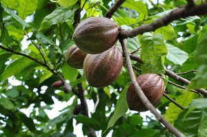 Cacao nuts