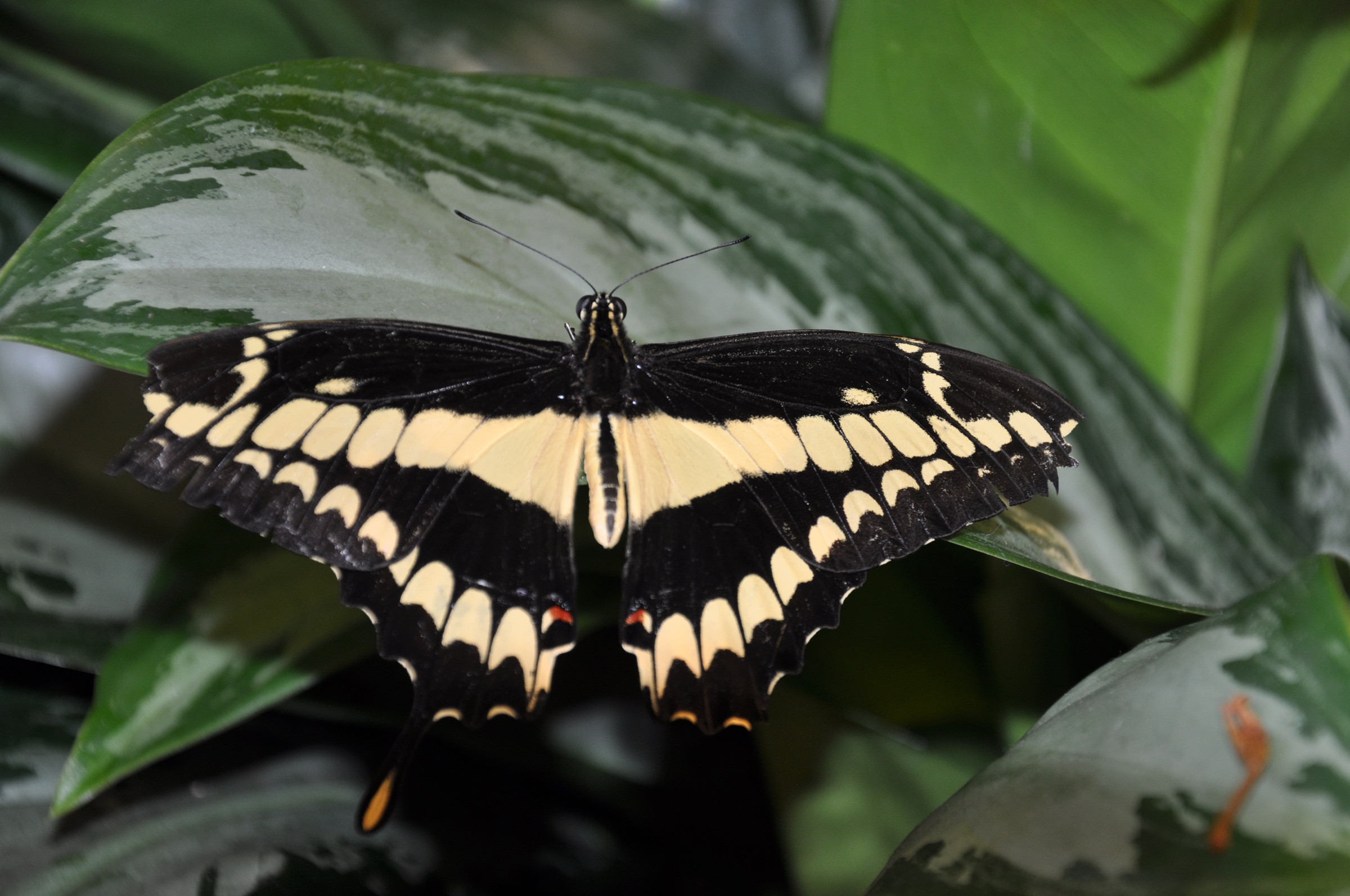 Butterfly Exhibit 11 Photo