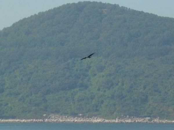 Kite circling the island