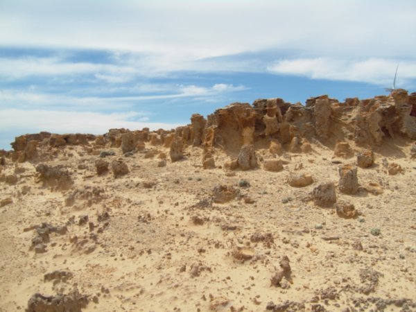 The petrified forest