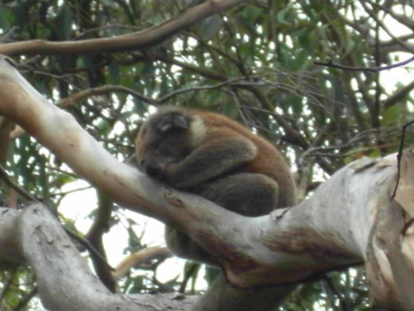Koala asleep in the trees