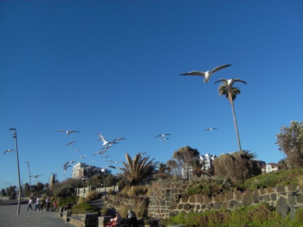 Seagulls at St Kilda