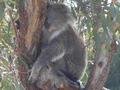 Another sleepy koala