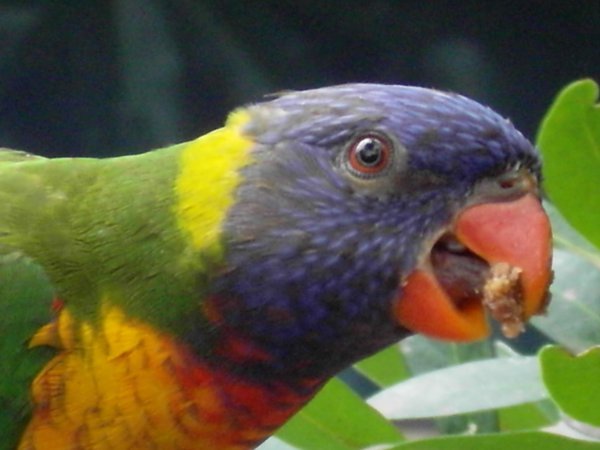 Parrot at Wildlife World