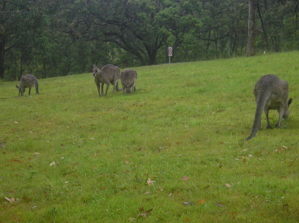 Kangeroos in the Blue Mountains
