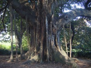 Strange tree in the botanical gardens