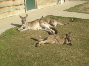 It's a hard life for a kangeroo!