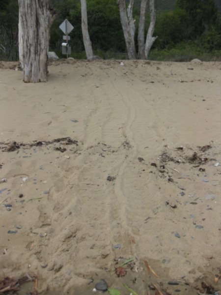 Traces d'une tortue sur la plage.