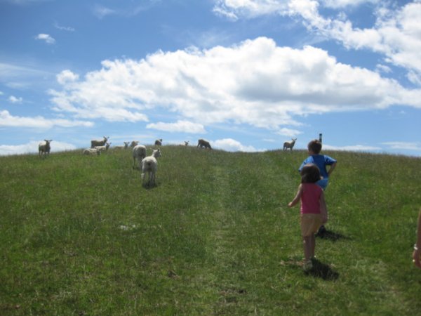 Randonnee pedestre avec les moutons