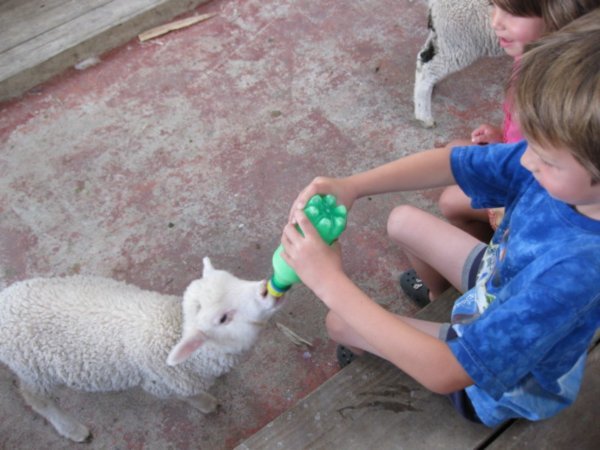 Sheepworld - Gabriel et Alize nourrissent un agneau