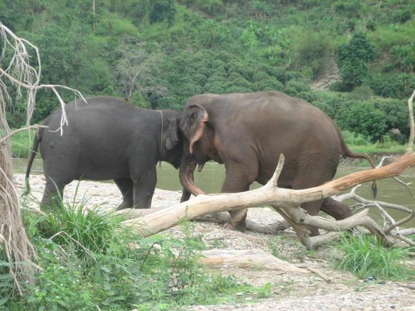 elephant brawl