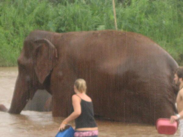 katharine spots an elephant in need of a wash!