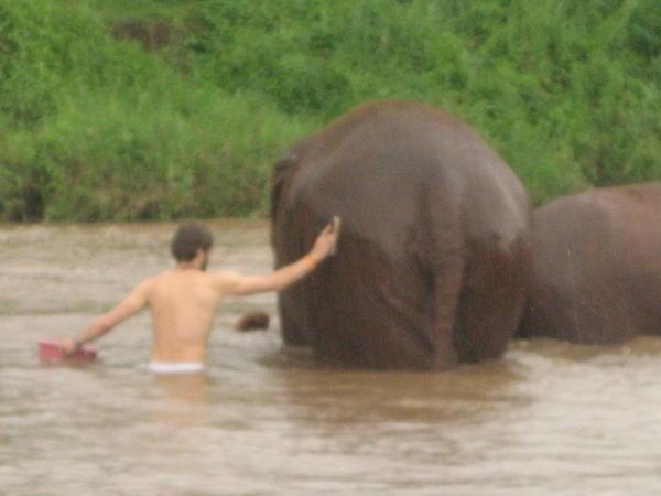 am elephant with a dirty bottom!!!