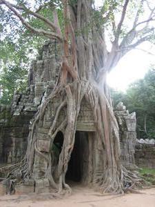 Preah Khan beautiful tree