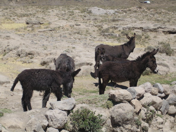 Peruvian asses